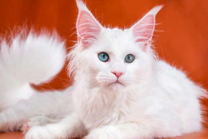 Kako održavati white maine kun krzneni kaput? Kako održavati white maine kun krzneni kaput?